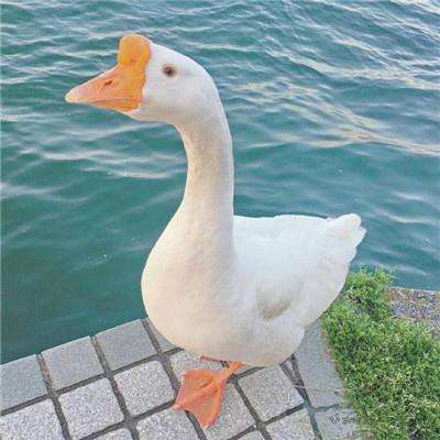 电子游戏bbin官方截图